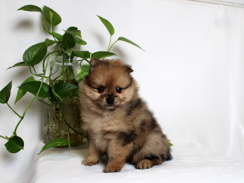 puppy, for, sale, Pomeranian, Matthew B. Stoltzfus, dog, breeder, Gap, PA, dog-breeder, puppy-for-sale, forsale, nearby, find, puppyfind, locator, puppylocator, aca